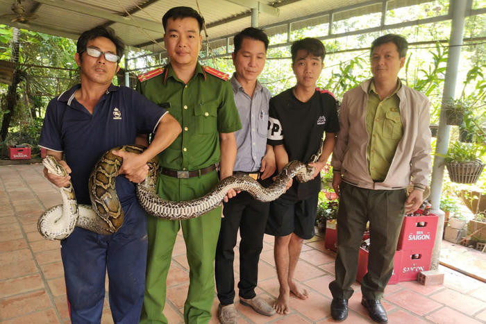 Tây Ninh: Liên tiếp phát hiện trăn quý ở vườn nhà dân