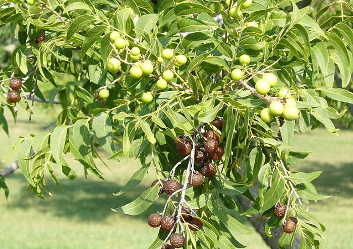 Dưới bóng cây bồ hòn