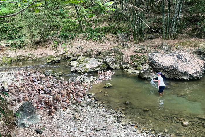 Chàng trai người Thái làm giàu từ đàn vịt bơi suối