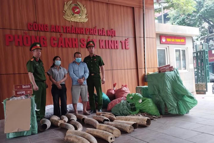 Công an TP Hà Nội bắt giữ đường dây tàng trữ, vận chuyển ngà voi và thuốc lá lậu trái phép