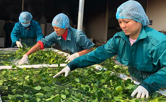 Nhiều dư địa phát triển ngành dược liệu