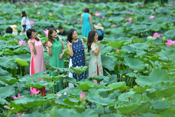 Sen Hồ Tây làm đắm say du khách 