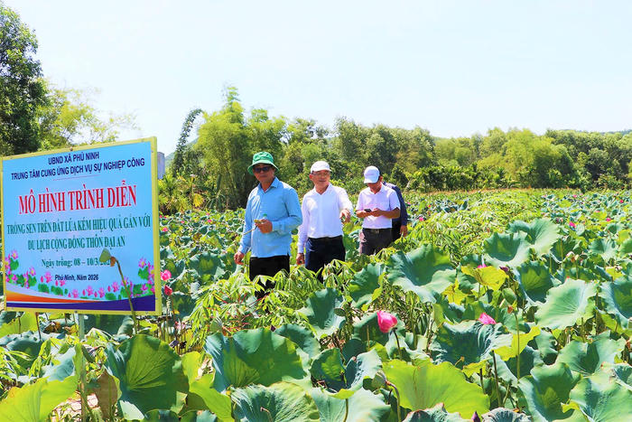 Đà Nẵng: Đại An đổi thay nhờ mô hình trồng sen kết hợp du lịch cộng đồng
