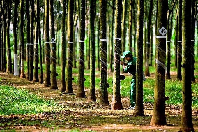 Cao su Việt chạy nước rút thực thi EUDR 