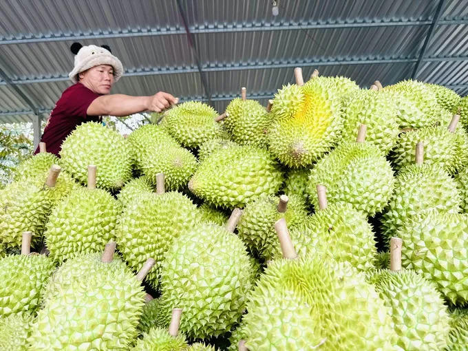 Doanh nghiệp xuất khẩu trái cây giảm áp lực về thời gian