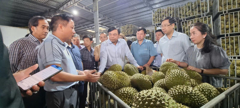 Ngành sầu riêng nỗ lực nâng sức cạnh tranh