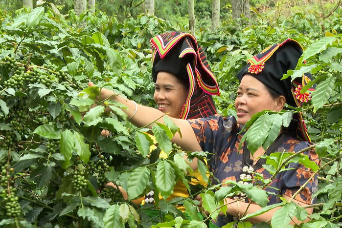 Phát triển nông nghiệp xanh, đưa cà phê Arabica thành ngành hàng chủ lực