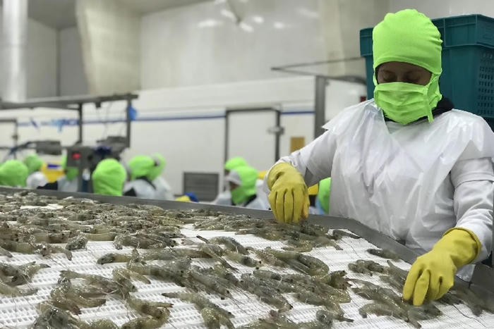 Xuất khẩu thủy sản nửa cuối năm: Nhiều dư địa tăng tốc