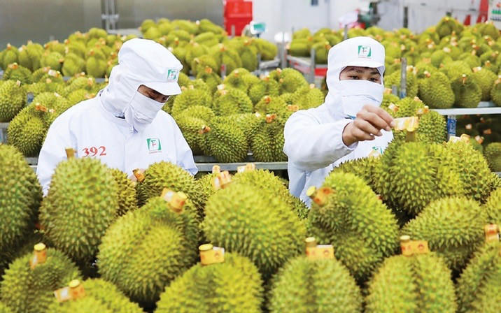 Ấn Độ chính thức mở cửa thị trường đối với sầu riêng tươi của Việt Nam