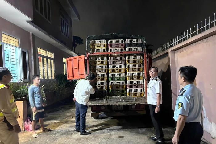 Mạnh tay xử lý các vi phạm trong chăn nuôi, thú y
