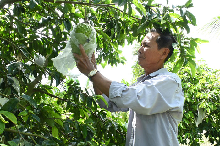 Nâng tầm giá trị trái mãng cầu gai