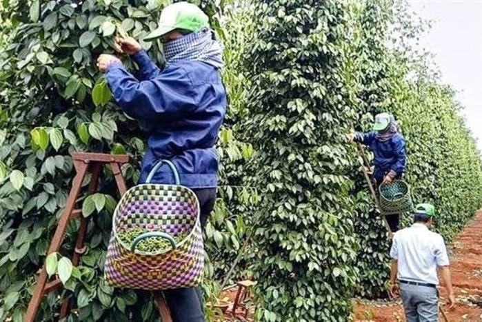 Xuất khẩu hồ tiêu: Gỡ điểm nghẽn, giữ đà tăng trưởng