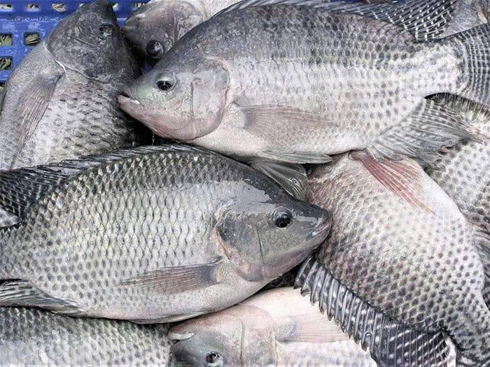 Xuất khẩu cá rô phi nhiều triển vọng