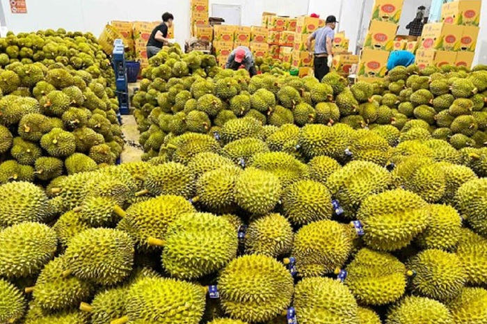 Xuất khẩu sầu riêng: Đứng trước cơ hội bứt phá