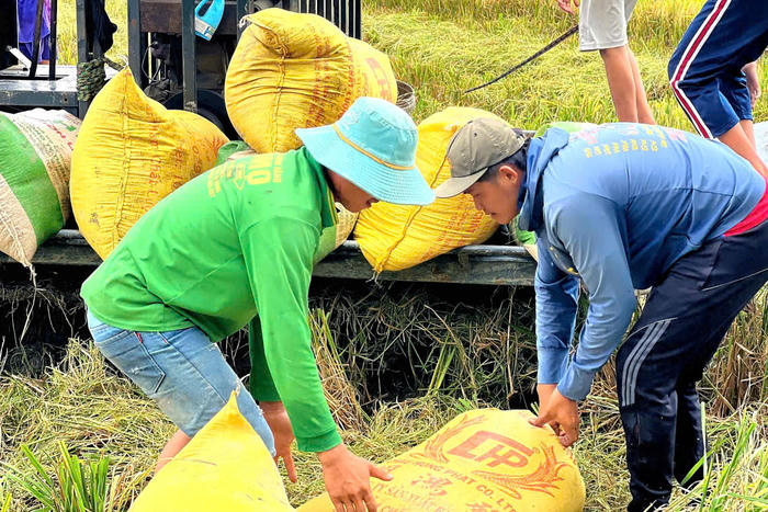 Nông dân gặp khó đầu ra lúa hè thu