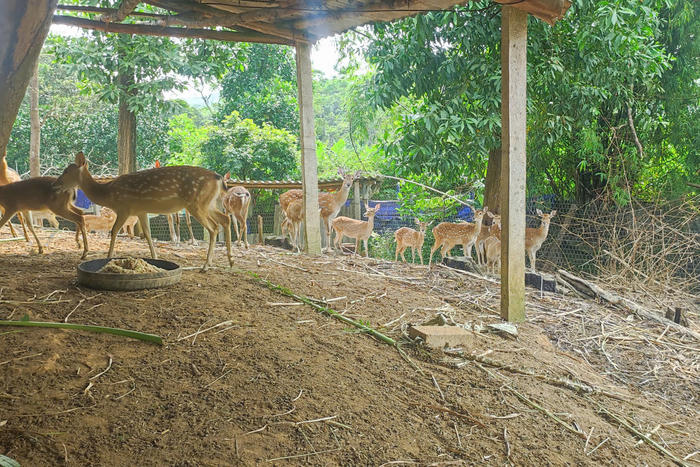 Chăn nuôi bước vào cuộc đua chất lượng Chăn nuôi bước vào cuộc đua chất lượng