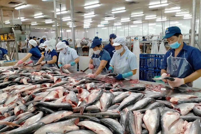 Xuất khẩu cá tra chịu áp lực kép