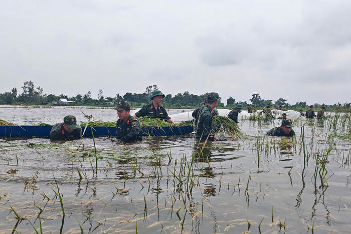 An Giang: Bộ đội dầm mình trong nước, giúp dân cứu lúa