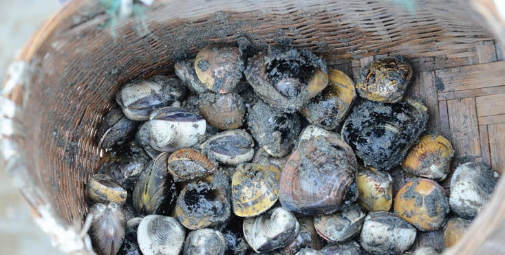 Một trong những sản phẩm đặc trưng mang về là ngao biển.