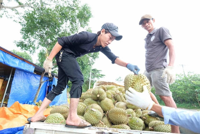 Sầu riêng tăng giá mạnh, nhu cầu thu mua cao. Ảnh: TTXVN.