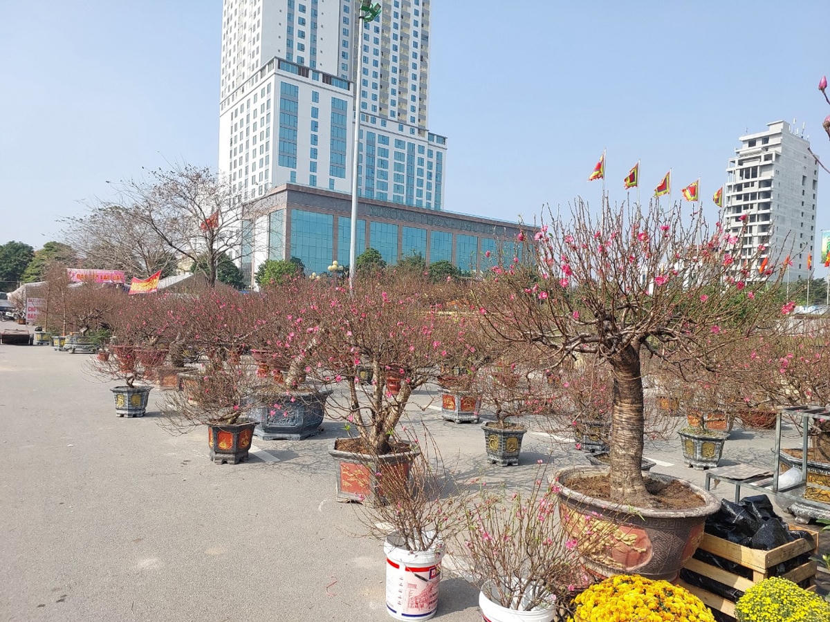 Mặc dù có nhiều loại hoa, cây cảnh như đào...