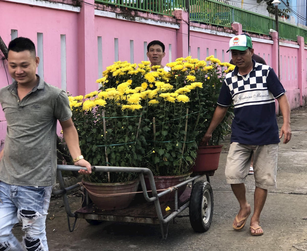 Các thanh niên kéo xe đi xin hoa trưng khắp các ngõ xóm.