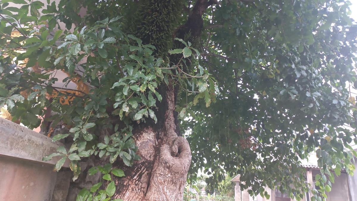 Làng Siêu Quần hiện có hàng nghìn cây mưng đã được trồng trên 100 năm.  