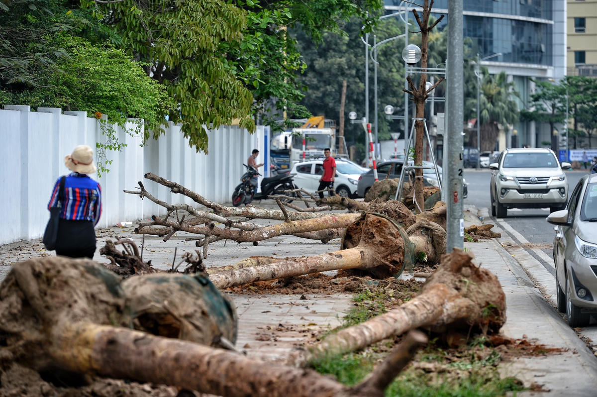 Theo tìm hiểu, gói thầu hạng mục trồng cây xanh 2 bên đường trị giá 2,5 tỷ đồng do nhà thầu thi công là liên danh Công ty đường bộ Phú Thọ và Công ty Cổ phần đầu tư DCC Hà Nội thực hiện.