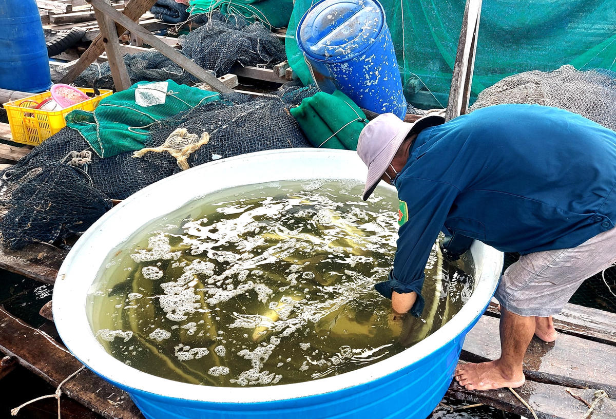 Người nuôi cá ở Nam Du phấn khởi vì giá cá lên cao.