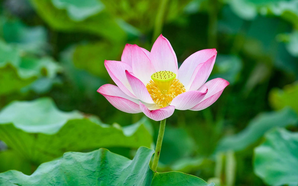 Hoa sen thường có hai loại: hoa sen trắng và hoa sen hồng, tuy nhiên hoa sen hồng thường phổ biến hơn và được trồng rộng rãi hơn.