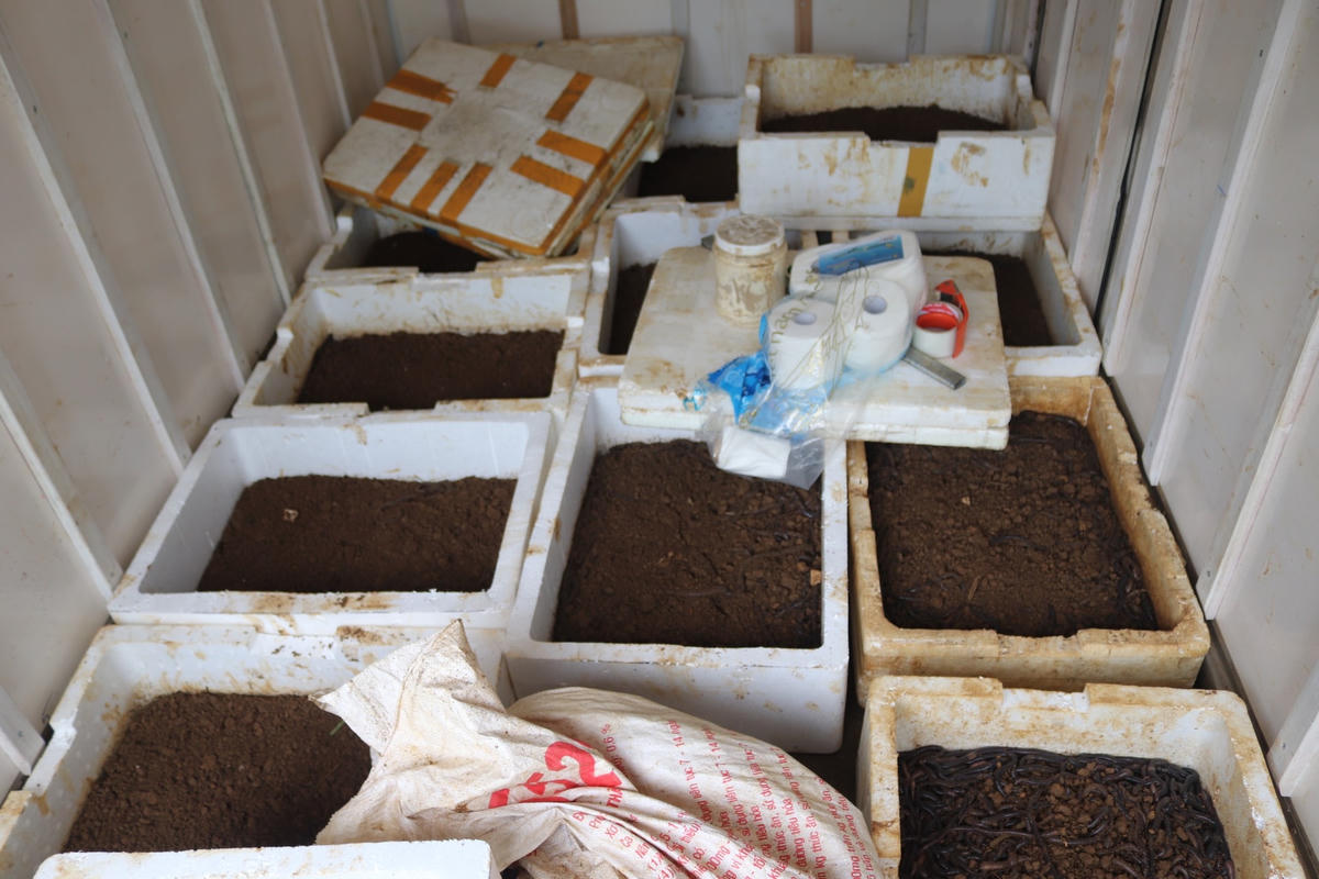 Số giun đất bị Công an huyện Cao Phong thu giữ ngày 27/8.