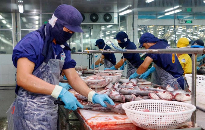 Nhiều tín hiệu vui cho cá tra xuất khẩu.  