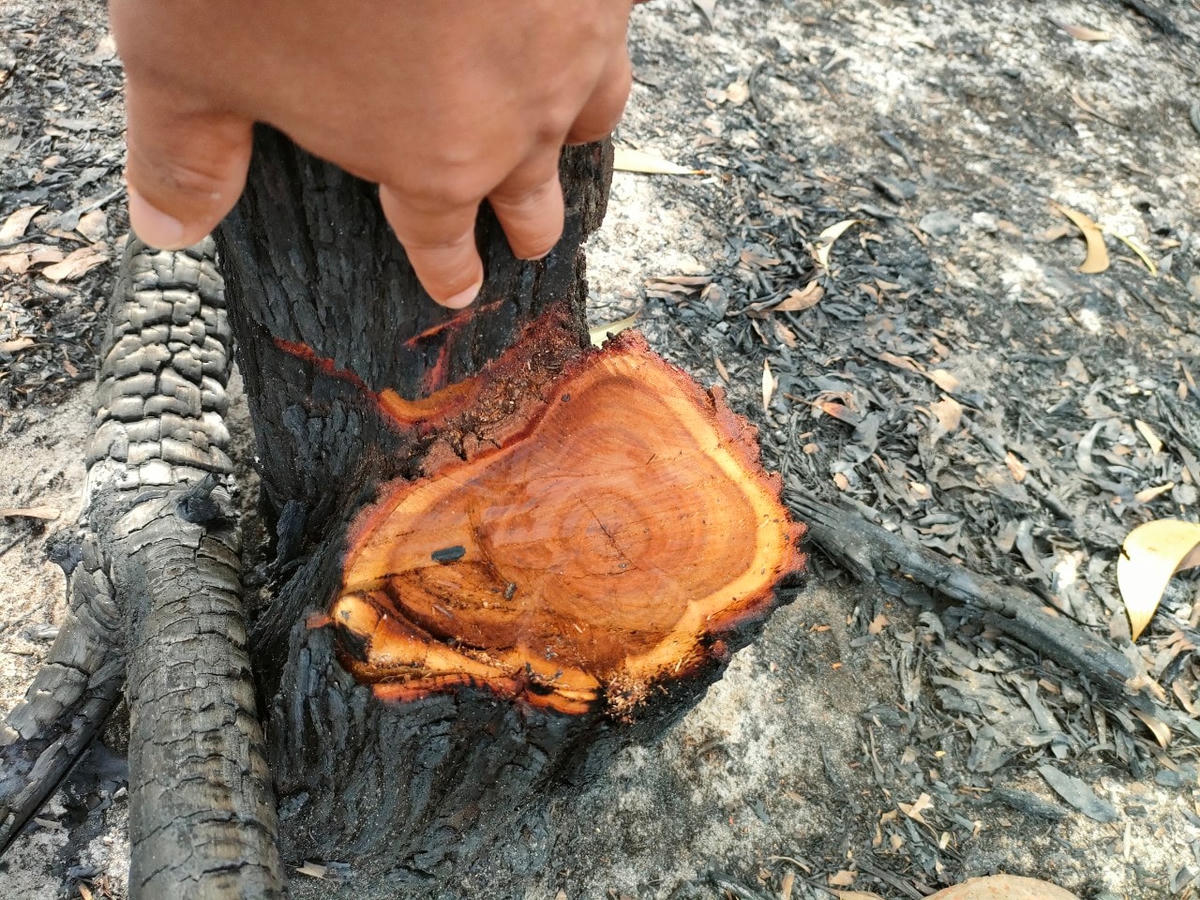 Gốc cây bị cưa ở khu vực diễn tập.