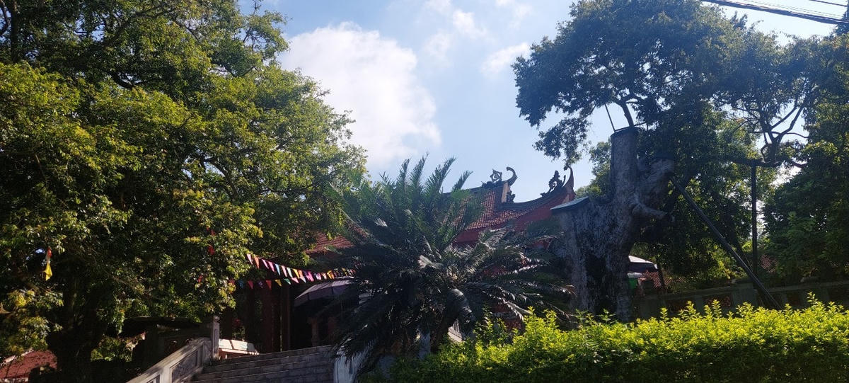 Hai cây táu nghìn năm tuổi trước đền Thiên Cổ.