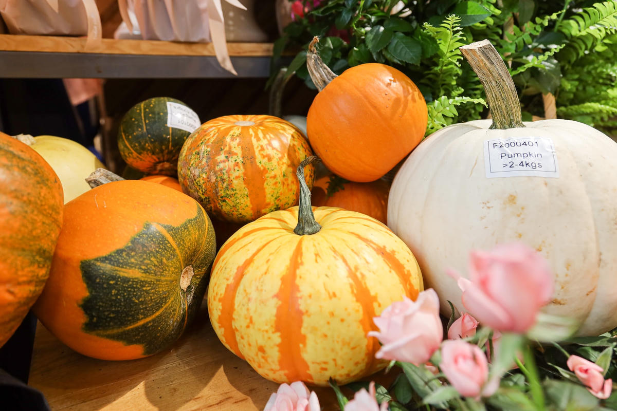 Cận cảnh những set bí ngô Halloween tiền triệu đắt khách