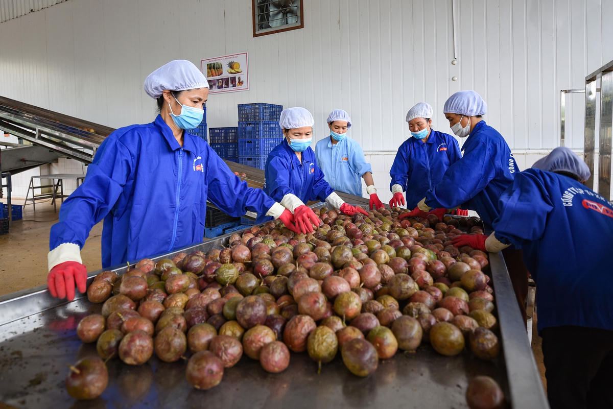 Nhiều mặt hàng nông sản của Việt Nam đã chinh phục thị trường thế giới. Ảnh: Quang Vinh.
