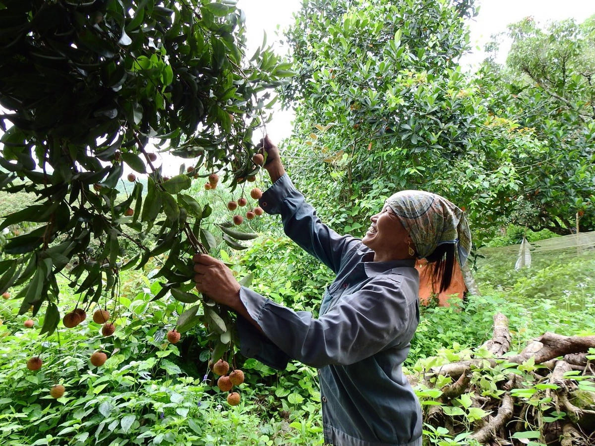      Mô hình trồng vải chín sớm giúp nhiều hộ ở TX Đông Triều thoát nghèo, vươn lên khá giả.