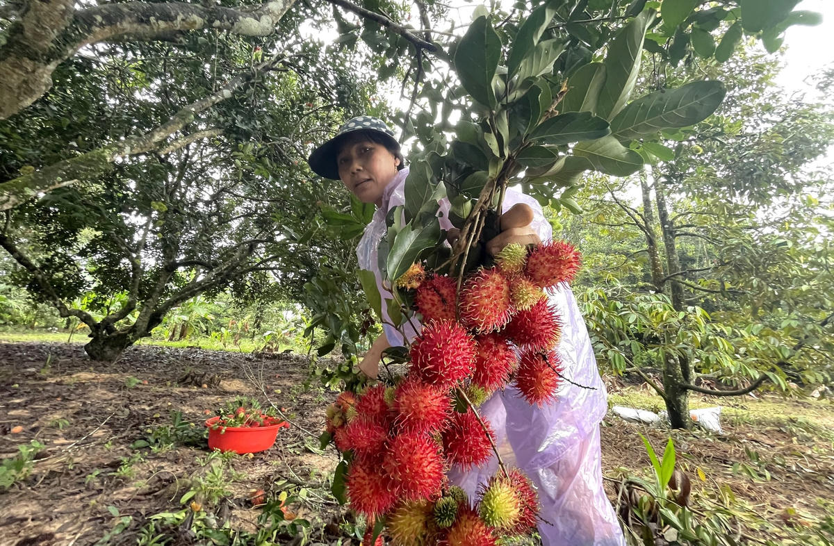 Nhà vườn trồng chôm chôm đang thu hoạch.