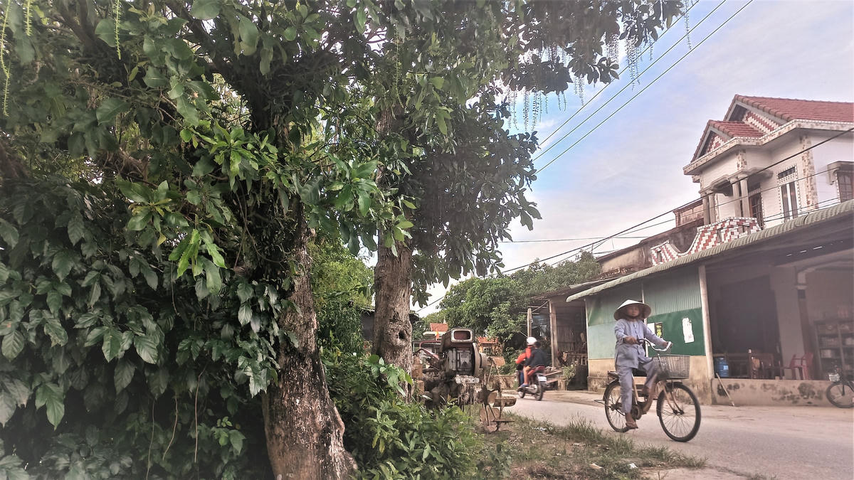 Khung cảnh ngôi làng thanh bình, yên ả với những cây mưng xanh mát.  