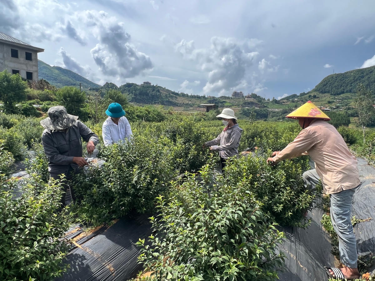 Vườn nhất chi mai của anh Đinh Văn Bắc ở bản Má Tra.