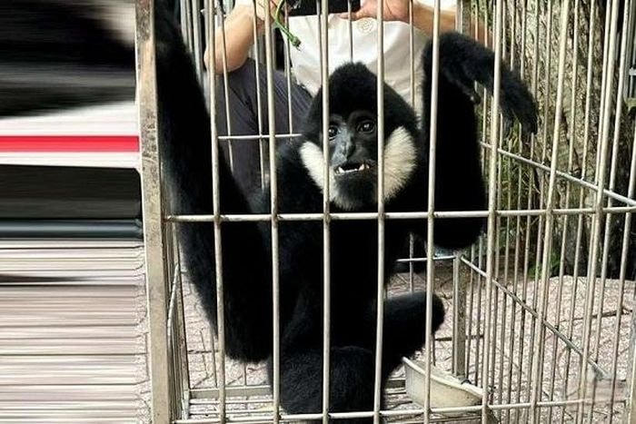 Phát hiện cá thể vượn đen má trắng trong khu dân cư, người dân bắt lại bàn giao cơ quan chức năng.