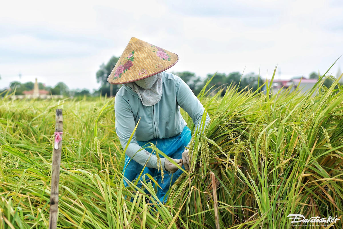 dung_lua-le-khanh4.jpg
