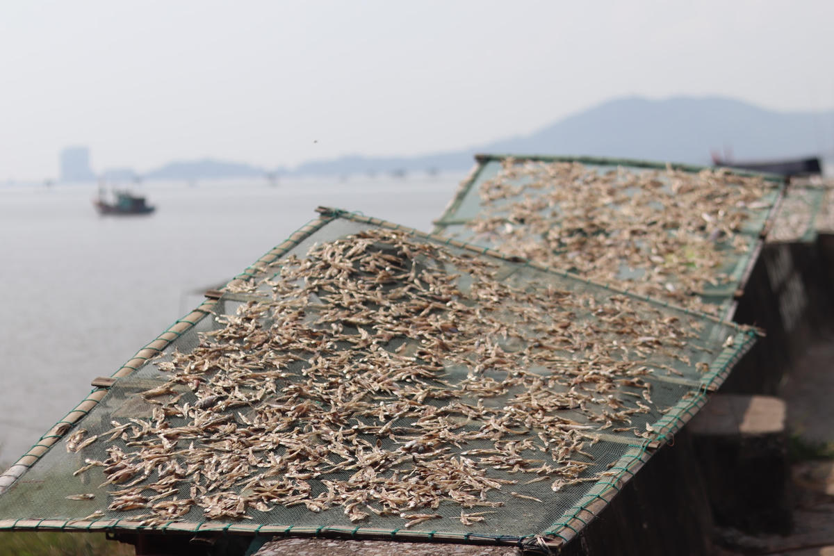 Với việc tàu thuyền đi đánh bắt liên tục, vì vậy, lượng hải sản tại đây là rất tươi và phong phú. Khi chưa bán hết số hải sản tươi sống, người dân sẽ sơ chế qua rồi mang đi phơi để dễ bảo quản hơn. Ảnh: Đình Minh
