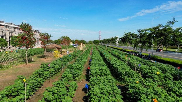 Với diện tích 12.000 m2 và hơn 50,000 cây hoa, đây sẽ điểm “sống ảo cực chất” của các bạn trẻ - Ảnh: Vinh Rose.