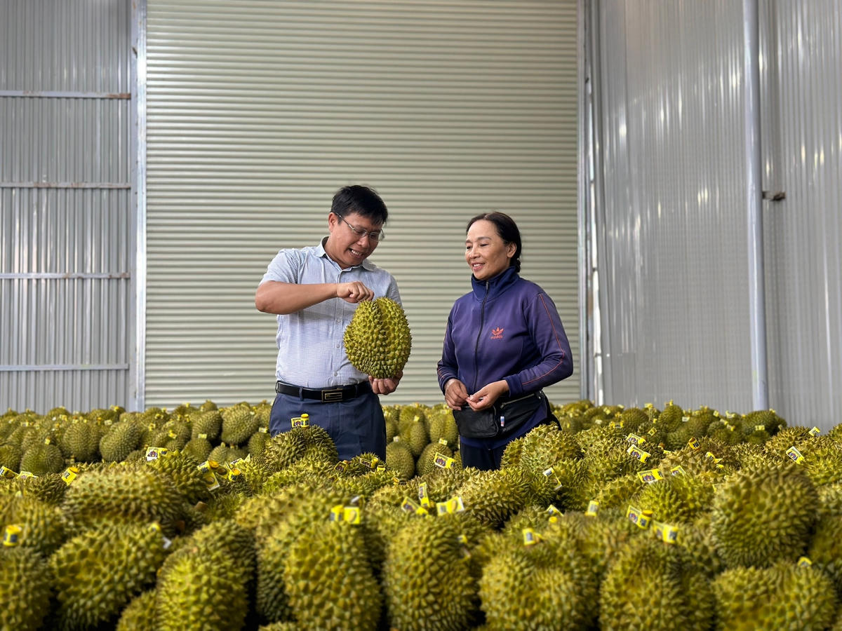 Vụ thu hoạch sầu riêng năm 2023, huyện có hơn 1.000 ha kinh doanh, sản lượng ước đạt trên 20 ngàn tấn.