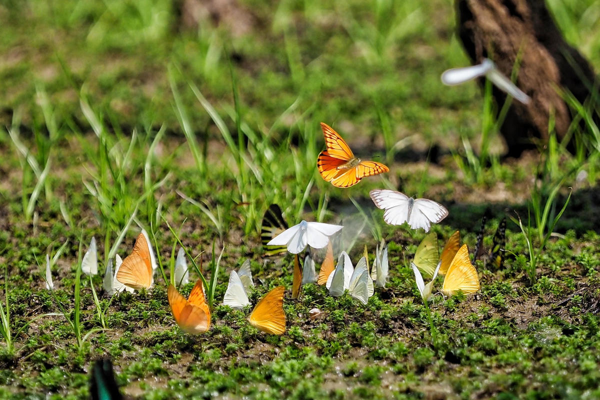 Càng đi sâu vào trong rừng, bướm càng nhiều bởi chúng ưa thích đậu tại những nơi ẩm thấp, vũng nước hoặc bùn lầy.