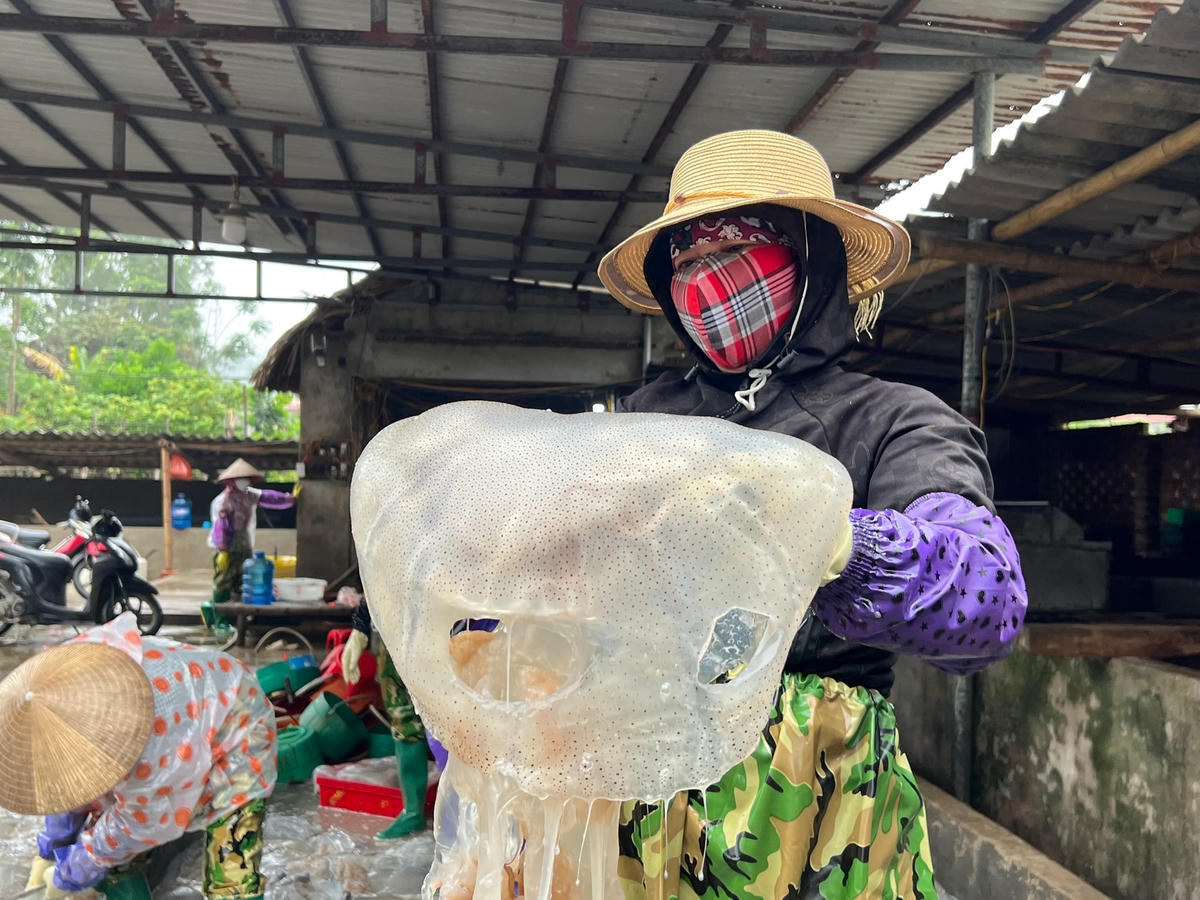 Tại cảng cá Hoằng Trường, huyện Hoằng Hóa, không khí khẩn trương, nhộn nhịp mỗi khi bè, mảng về bến thì tiếng í ới gọi nhau của các chủ phương tiện, thu mua con sứa cùng tiếng động cơ của những chiếc mô tơ vận chuyển sứa càng làm không khí ở đây thêm phần nhộn nhịp.  