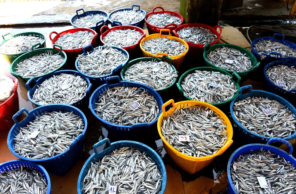 Những sọt cá cơm tại cảng Tịnh Kỳ.