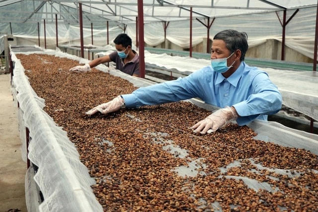 Cà phê xuất khẩu hướng đến kỷ lục mới.