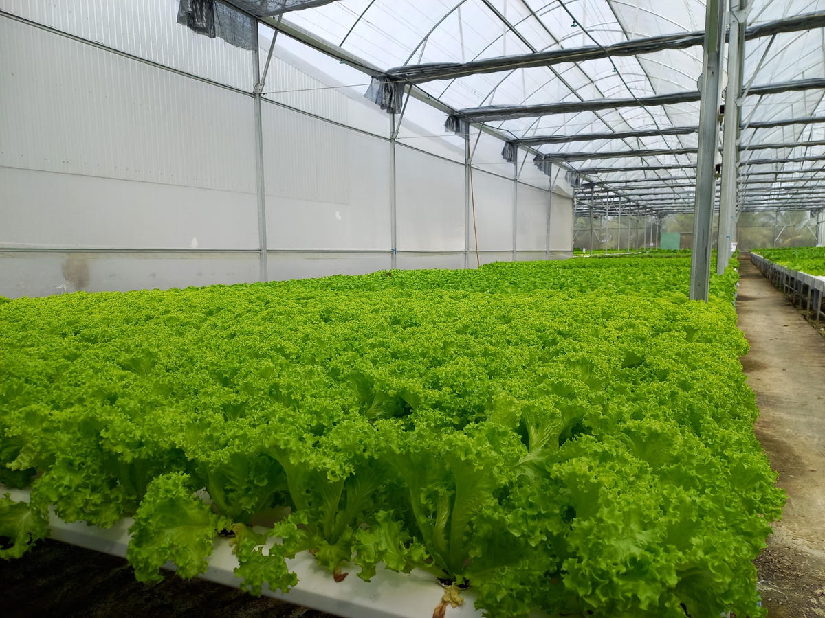 Vườn rau thuỷ canh sinh trưởng tốt.